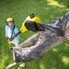 Best Emergency Tree Removal  in Prior Lake, MN